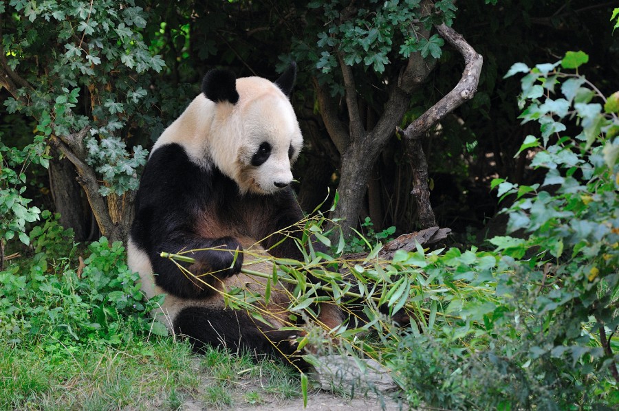 Wien-106.JPG - Dieser Panda sieht richtig zum Knuddeln aus. Mama, ich will auch so einen!