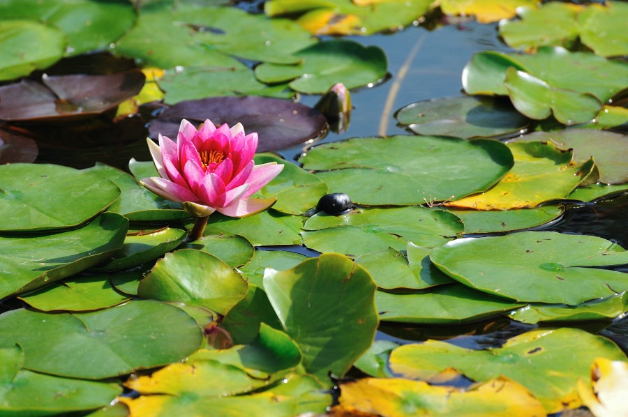Wien-108.JPG - Nur wenige Blüten leuchten so schön wie die einer Seerose.