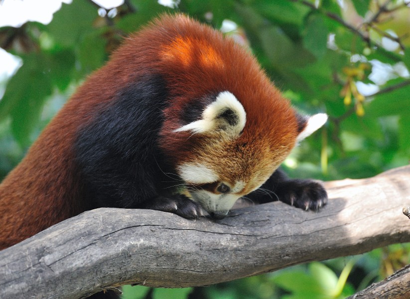 Wien-114.JPG - Ein kleiner Panda. Er war leider so schnell, dass ich nur dieses eine Bild von ihm einfangen konnte.
