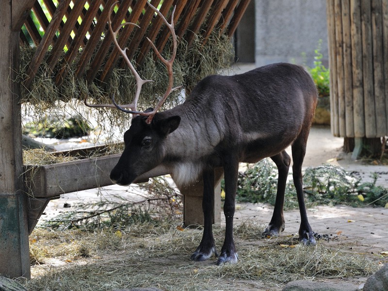 Wien-120.JPG - Ein Rentier(?) wartet hier auf seinen Einsatz zu Weihnachten vorm Schlitten des Weihnachtsmanns.