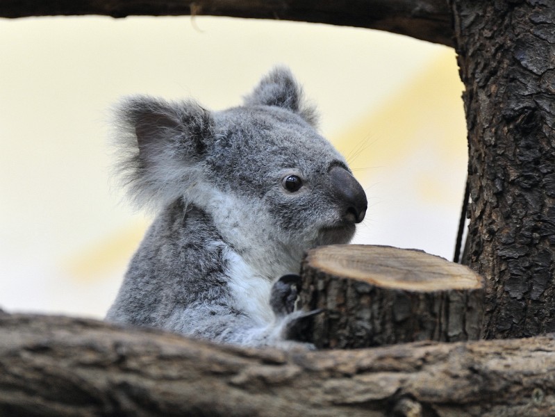 Wien-121.JPG - Oh, wie knuffig! Hier gibt es auch einen Koala! :-)