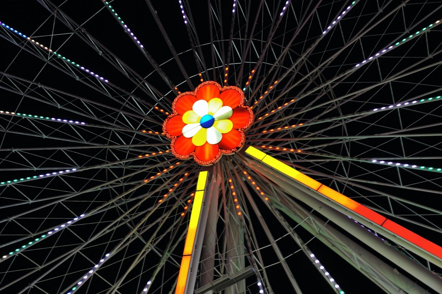 Wien-198.JPG - Diese Blume ist ein wenig größer als ihr natürlichen Artgenossen.