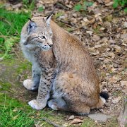 TierparkPforzheim052013-03