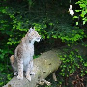 TierparkPforzheim052013-05