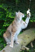 TierparkPforzheim052013-07