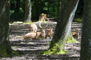 TierparkPforzheim052013-08