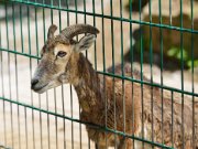 TierparkPforzheim052013-11