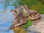 TierparkPforzheim052013-13