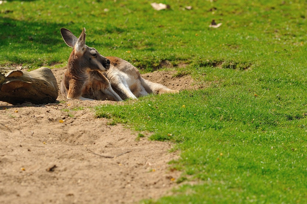 Wilhelma0409-01.jpg - Skippy liegt dösend auf der frisch ergrünten Wiese und genießt den Sonnenschein.