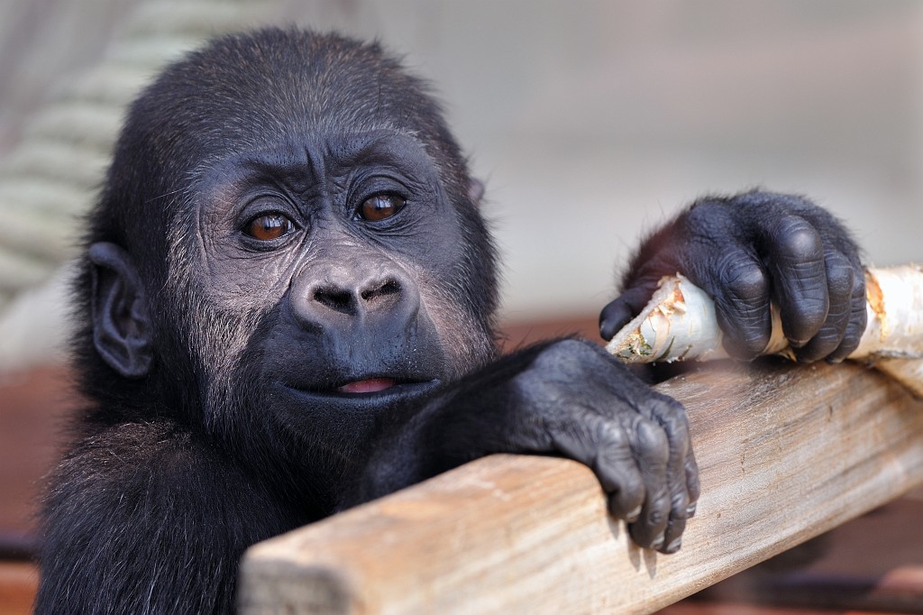 Wilhelma0409-03.jpg - Dieser kleine Gorilla ist wild entschlossen, einmal dort hinaus in die wilde Welt vor die Glasscheibe zu treten.