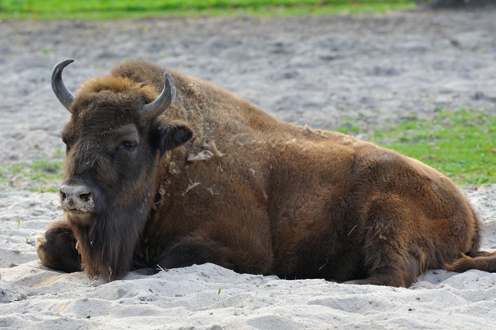 Wilhelma0409-13.jpg - Das ist ein Wisent. Also ein echtes "Urviech", wie man es von den Zeichnungen der Höhlenmenschen kennt. Sieht schon lecker, aber irgendwie auch sehr wehrhaft aus. Hm. Ich gehe dann doch lieber zum Metzger oder zum Supermarkt ;-)