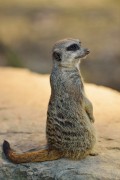 Wilhelma032012-25
