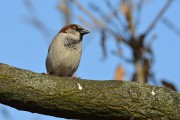 Wilhelma032012-38