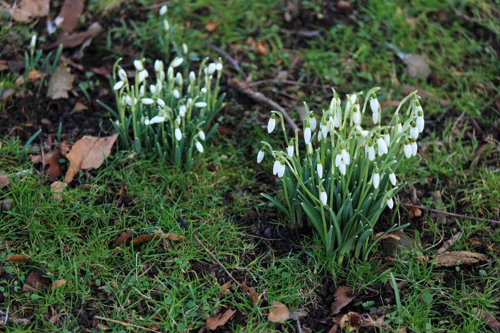 Winter-2009-10-23.JPG - Juppie! Die ersten Blümchen dieses Jahres habe ich auch schon entdeckt!