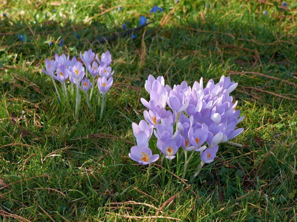 Winter-2009-10-26.jpg - Ja, noch mehr Blümchen. Diesmal befinden wir uns im Schlosspark von Karlsruhe.