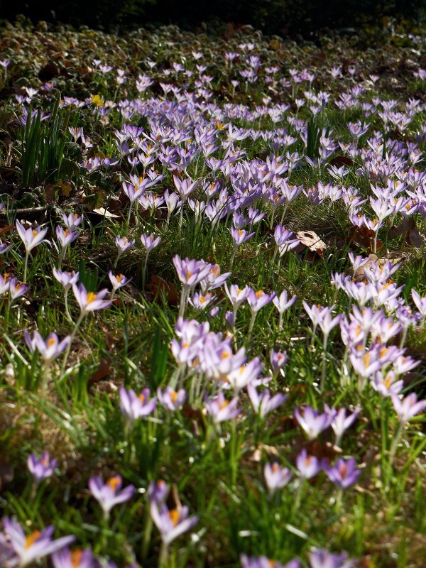 Winter-2009-10-29.jpg - Boh, ey! Hier sind aber schon viele Blümchen. Eigentlich dachten wir alle, dass nun endlich der lange Winter vorbei wäre.