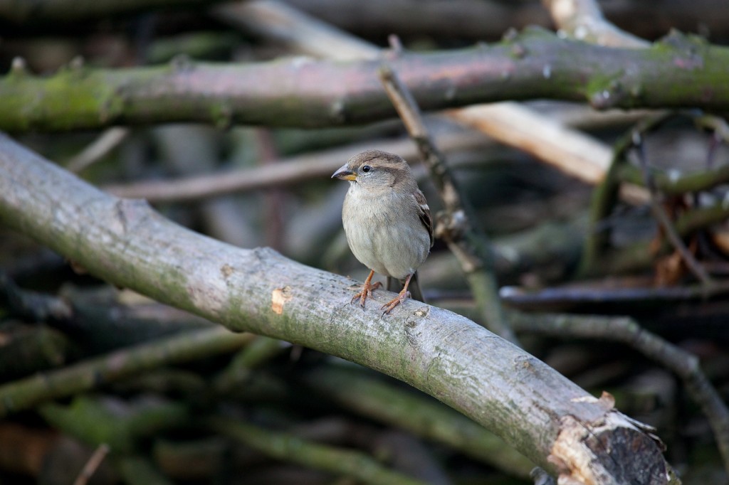 Winter2008-2009_27.jpg - Und ein anderer Spatz auf dem gleichen Ast.