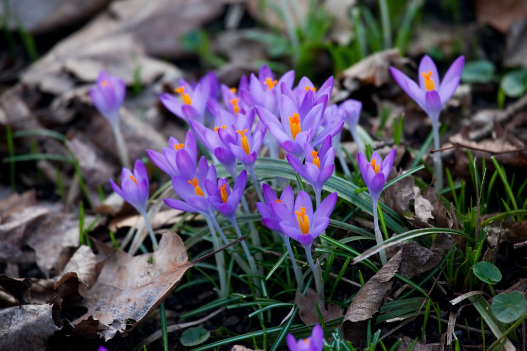 Winter2008-2009_28.jpg - Aha, es gibt doch wieder Leben im guten alten Deutschland. Jippie! Das kann nur der Frühling sein.