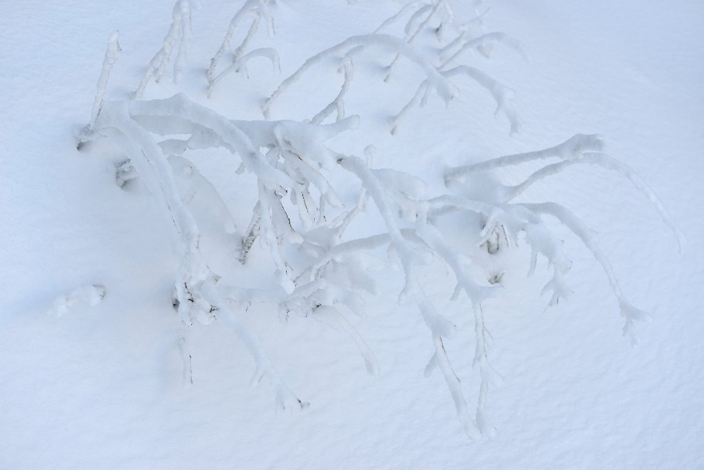MummelSeeWinter-15.jpg - Ein verzuckerter Ast.