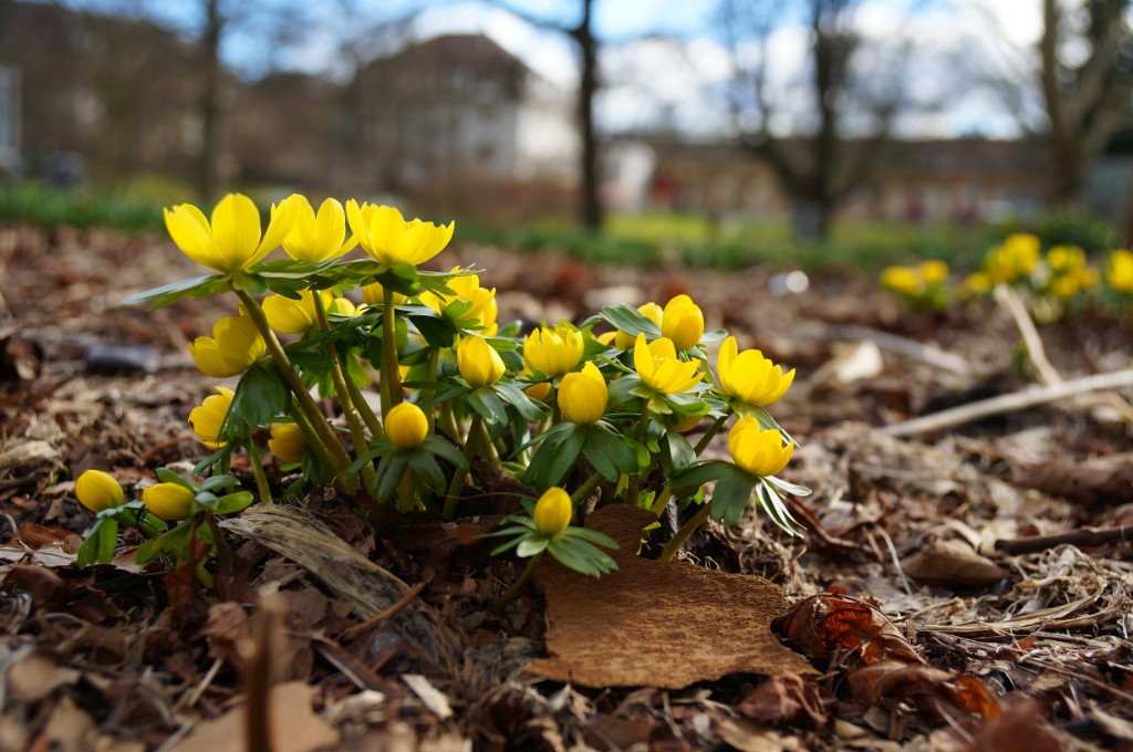 ZooKarlsruhe022014-04.jpg - Sind das Anemonen?