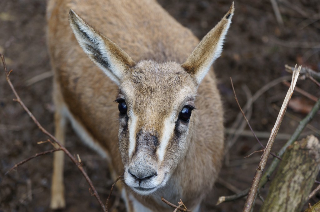 ZooKarlsruhe022014-05.jpg - Der Gesichtsausdruck ist irgendwo zwischen Hase und Reh.