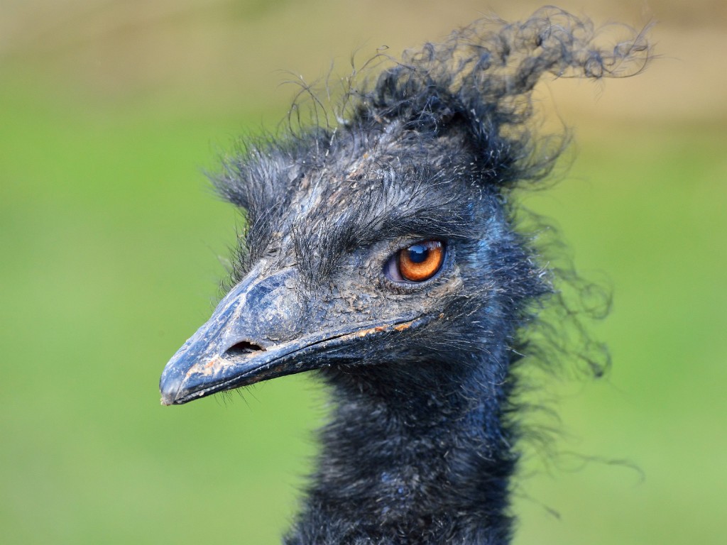 ZooKarlsruhe022014-06.jpg - Der Emu sieht mal wieder voll verpeilt aus.