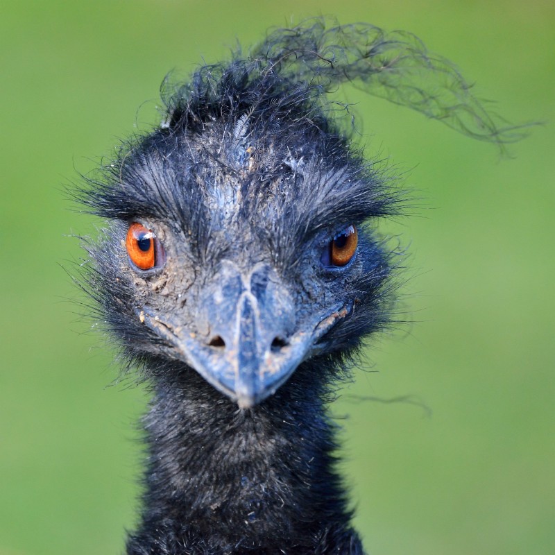 ZooKarlsruhe022014-07.jpg - Emu oder Pillhuhn?