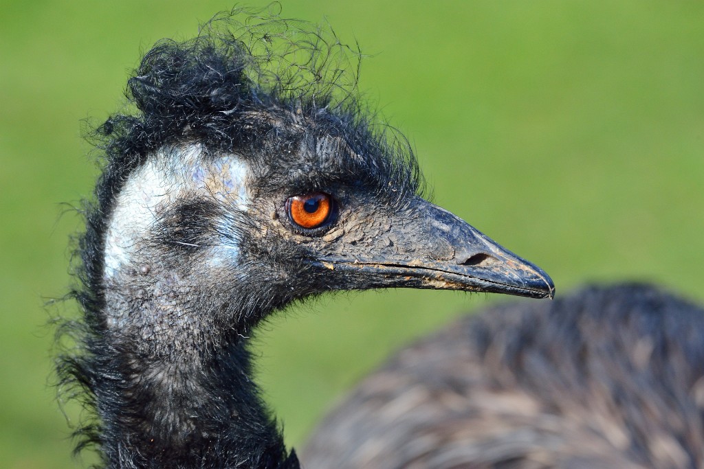 ZooKarlsruhe022014-08.jpg - Blick zurück ohne Zorn.