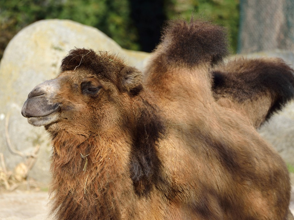 ZooKarlsruhe022014-10.jpg - Hier liegt die Coolness in Person.