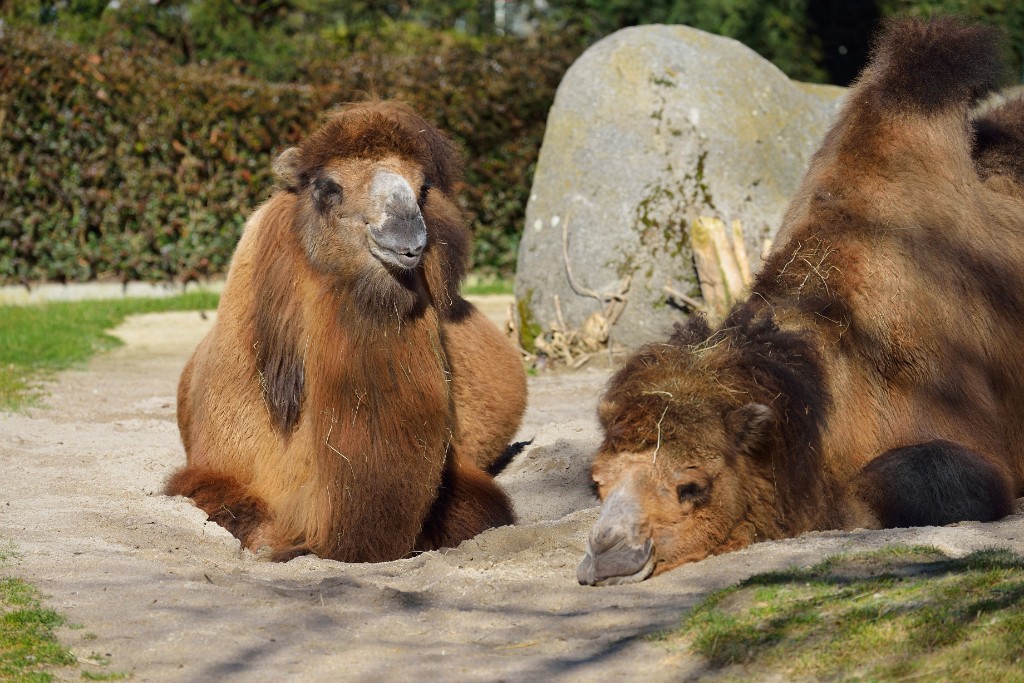 ZooKarlsruhe022014-11.jpg - Der rechte Nebenmann ist über das Stadium der Coolness schon weit hinaus.