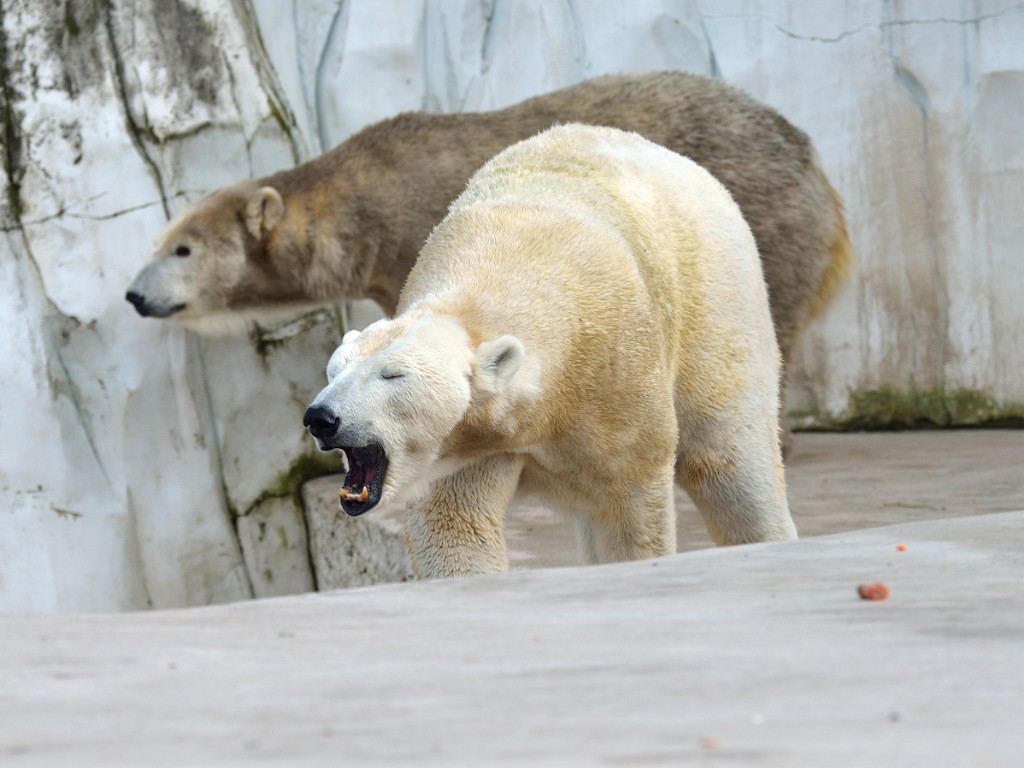 ZooKarlsruhe022014-12.jpg - Und jetzt noch einmal "O sole mio" wieder ganz vorn vorne.