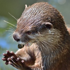 ZooKarlsruhe_Mai2014_02