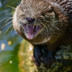 ZooKarlsruhe_Mai2014_05