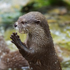 ZooKarlsruhe_Mai2014_06