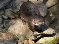 ZooKarlsruhe_Mai2014_08