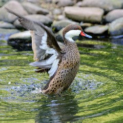 ZooKarlsruhe_Mai2014_14