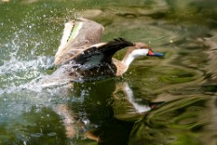 ZooKarlsruhe_Mai2014_15