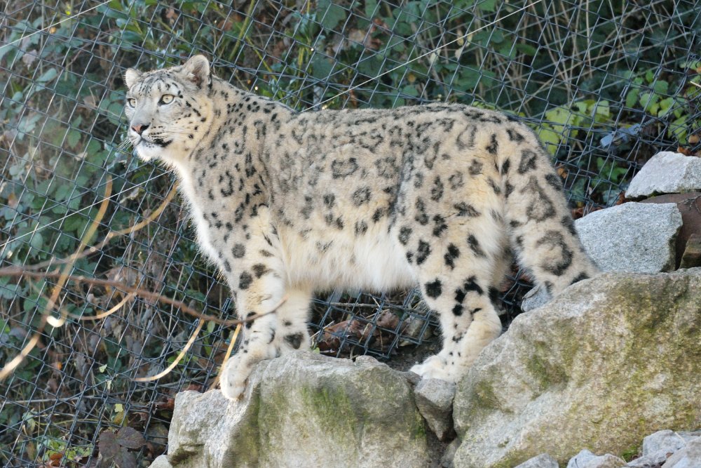 ZooKarlsruhe301213-07.jpg