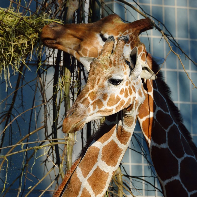 ZooKarlsruhe301213-09.jpg