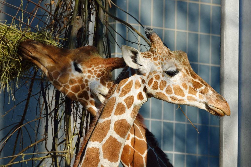 ZooKarlsruhe301213-10.jpg