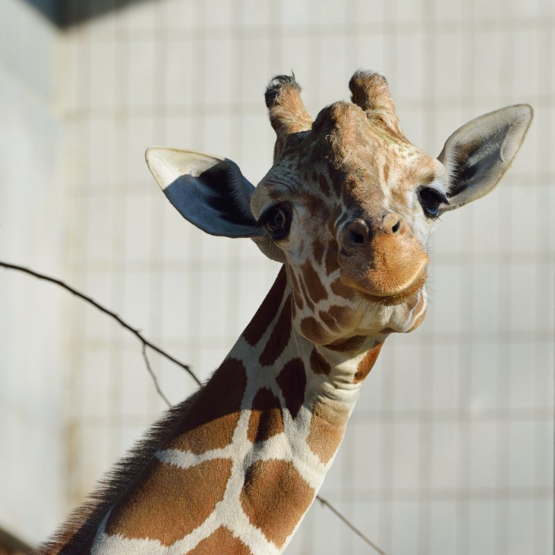 ZooKarlsruhe301213-12.jpg