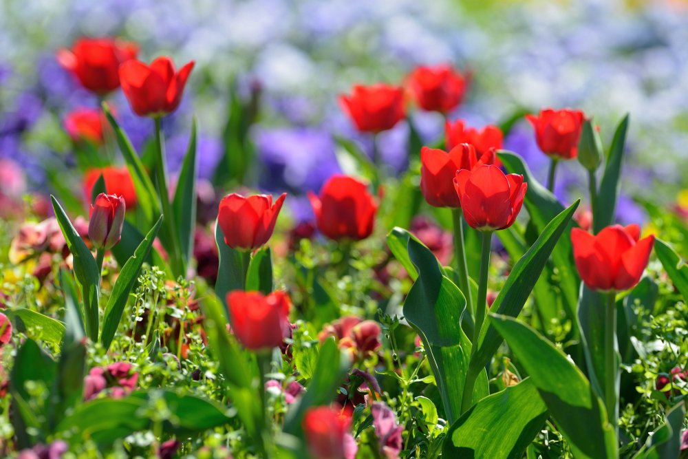 ZooKarlsruhe0413-01.jpg - Tulpen mal aus Karlsruhe und nicht aus Amsterdam.