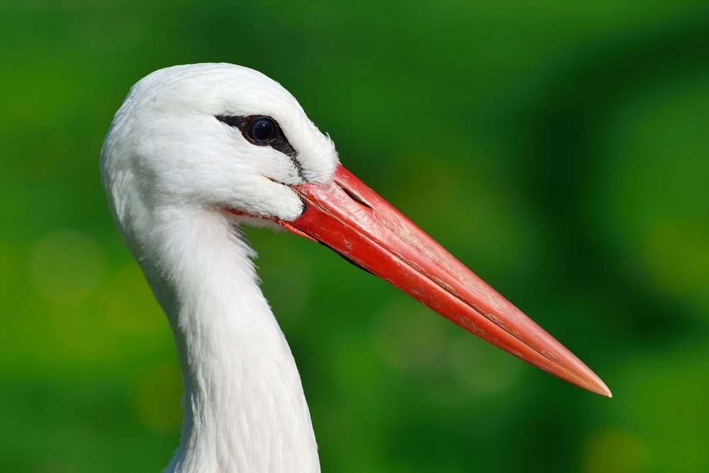 ZooKarlsruhe0413-02.jpg - Dieser Storch hat freundlicherweise geduldig für mich posiert. Dieses Bild sogar in der Originalgröße von 36MP geradezu unverschämt scharf.