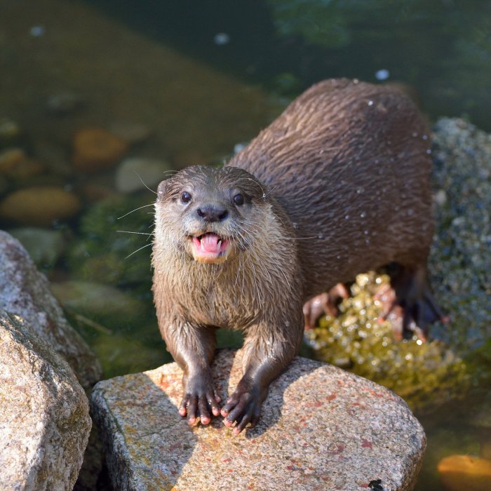 ZooKarlsruhe0413-03.jpg - Darf ich vorstellen? Ein Zwergotter.
