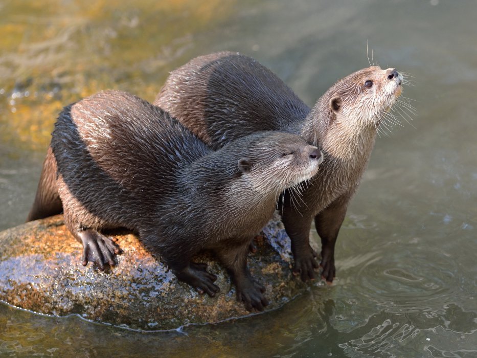 ZooKarlsruhe0413-04.jpg - Fisch, Fisch, wir wollen mehr!