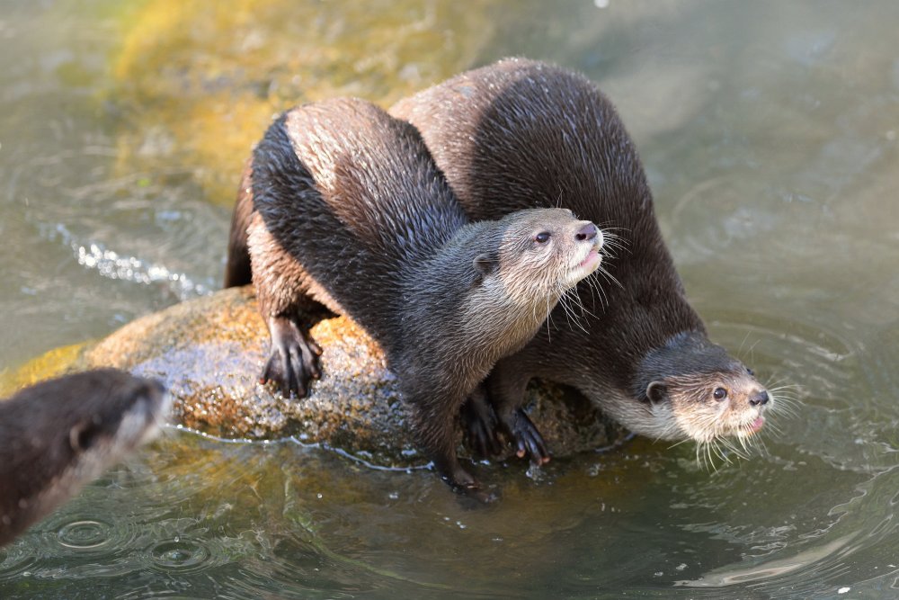 ZooKarlsruhe0413-06.jpg - Wir sind auch ganz brav.