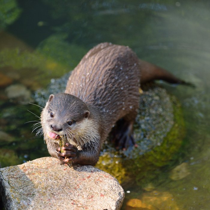 ZooKarlsruhe0413-09.jpg - Fisch am Stiel?