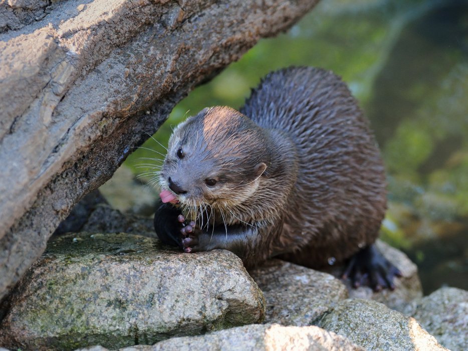 ZooKarlsruhe0413-10.jpg - Schleck!