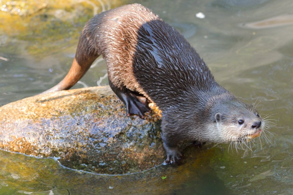ZooKarlsruhe0413-11.jpg - Dieser Otter hier ist bereit zum alles entscheidenen Sprung in Richtung Fisch.