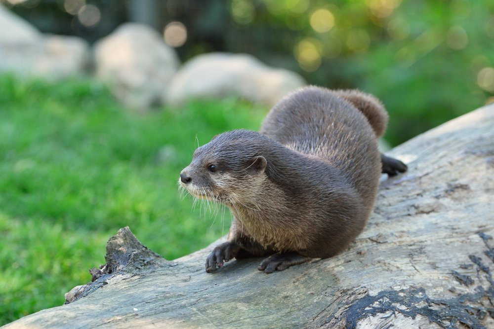 ZooKarlsruhe0413-13.jpg - Nach der Mahlzeit ist die Zeit zum Ausruhen gekommen.